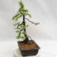 Vonkajší bonsai -Larix decidua - Smrekovec opadavý VB2019-26707 - 3/5