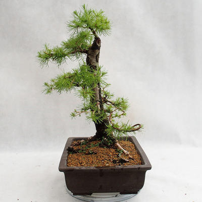 Vonkajší bonsai -Larix decidua - Smrekovec opadavý VB2019-26708 - 3