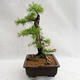 Vonkajší bonsai -Larix decidua - Smrekovec opadavý VB2019-26708 - 3/5