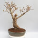 Vonkajší bonsai - Zlatice - Forsythia intermedia Week End - 3/4
