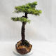 Vonkajší bonsai -Larix decidua - Smrekovec opadavý VB2019-26710 - 3/5