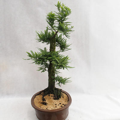 Vonkajšie bonsai - Metasequoia glyptostroboides - Metasekvoja Čínska malolistá VB2019-26711 - 3