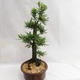 Vonkajšie bonsai - Metasequoia glyptostroboides - Metasekvoja Čínska malolistá VB2019-26711 - 3/6