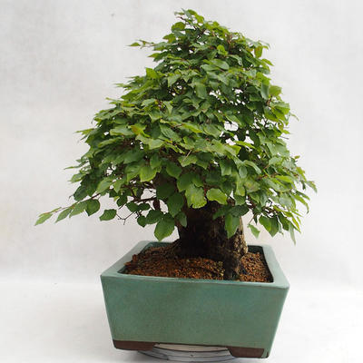 Vonkajšie bonsai - Hrab kórejsky - Carpinus carpinoides VB2019-26715 - 3