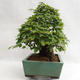 Vonkajšie bonsai - Hrab kórejsky - Carpinus carpinoides VB2019-26715 - 3/5