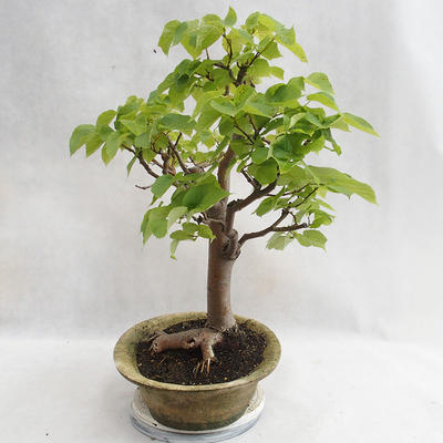 Vonkajšie bonsai - Lipa malolistá - Tilia cordata 404-VB2019-26717 - 3