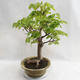 Vonkajšie bonsai - Lipa malolistá - Tilia cordata 404-VB2019-26717 - 3/5