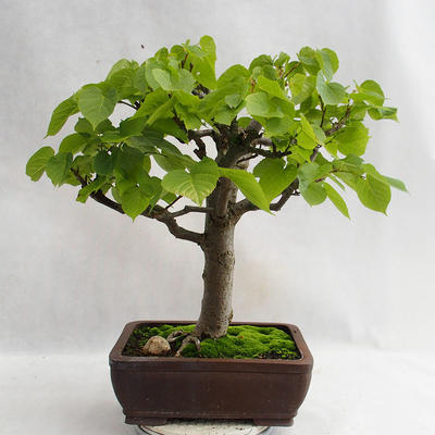 Vonkajšie bonsai - Lipa malolistá - Tilia cordata 404-VB2019-26718 - 3
