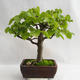 Vonkajšie bonsai - Lipa malolistá - Tilia cordata 404-VB2019-26718 - 3/5