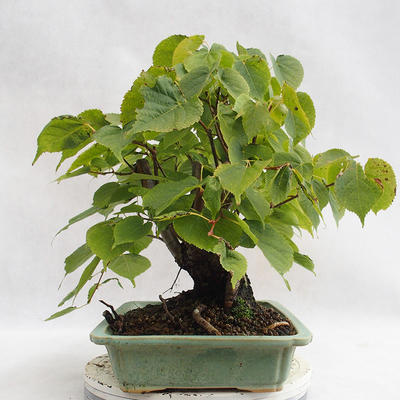 Vonkajšie bonsai - Lipa malolistá - Tilia cordata 404-VB2019-26719 - 3