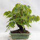 Vonkajšie bonsai - Lipa malolistá - Tilia cordata 404-VB2019-26719 - 3/5