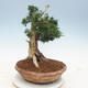 Vonkajšie bonsai - Juniperus chinensis -Jalovec čínsky - 3/6