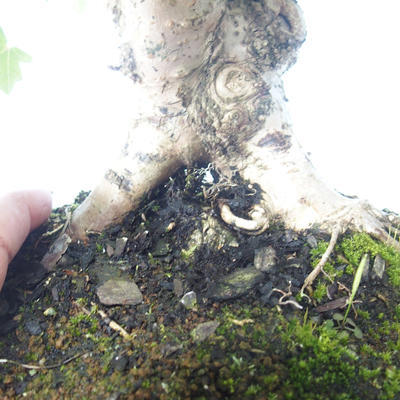 Vonkajšia bonsai-Acer campestre-Javor poľný 408-VB2019-26807 - 3