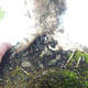 Vonkajšia bonsai-Acer campestre-Javor poľný 408-VB2019-26807 - 3/5