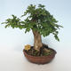Vonkajšia bonsai-Acer campestre-Javor poľný 408-VB2019-26808 - 3/3