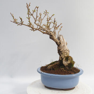 Vonkajší bonsai - Zlatice - Forsythia intermedia Week End - 3