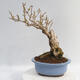 Vonkajší bonsai - Zlatice - Forsythia intermedia Week End - 3/5