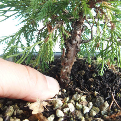 Vonkajšie bonsai - Juniperus chinensis Itoigava-Jalovec čínsky VB2019-26890 - 3