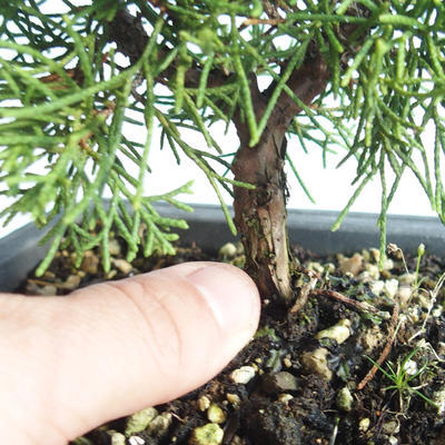 Vonkajšie bonsai - Juniperus chinensis Itoigava-Jalovec čínsky VB2019-26893 - 3