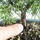 Vonkajšie bonsai - Juniperus chinensis Itoigava-Jalovec čínsky VB2019-26893 - 3/3