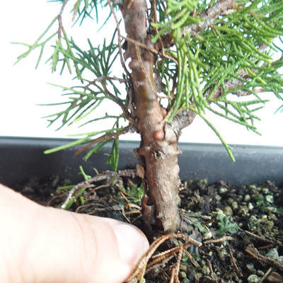 Vonkajšie bonsai - Juniperus chinensis Itoigava-Jalovec čínsky VB2019-26896 - 3