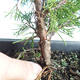 Vonkajšie bonsai - Juniperus chinensis Itoigava-Jalovec čínsky VB2019-26896 - 3/3
