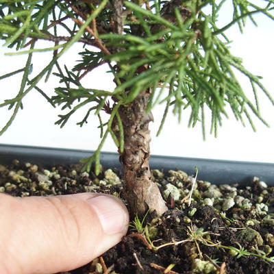 Vonkajšie bonsai - Juniperus chinensis Itoigava-Jalovec čínsky VB2019-26898 - 3