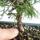 Vonkajšie bonsai - Juniperus chinensis Itoigava-Jalovec čínsky VB2019-26898 - 3/3
