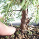 Vonkajšie bonsai - Juniperus chinensis Itoigava-Jalovec čínsky VB2019-26899 - 3/3