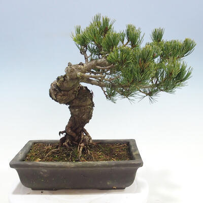 Vonkajšie bonsai - Pinus parviflora - Borovica drobnokvetá - 3