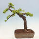 Vonkajší bonsai -Larix decidua - Smrekovec opadavý - 3/7