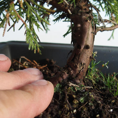 Vonkajšie bonsai - Juniperus chinensis Itoigava-Jalovec čínsky VB2019-26907 - 3