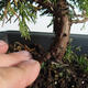Vonkajšie bonsai - Juniperus chinensis Itoigava-Jalovec čínsky VB2019-26907 - 3/3