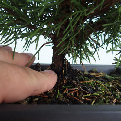 Vonkajšie bonsai - Juniperus chinensis Itoigava-Jalovec čínsky VB2019-26913 - 3