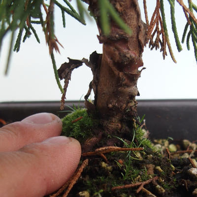 Vonkajšie bonsai - Juniperus chinensis Itoigava-Jalovec čínsky VB2019-26914 - 3
