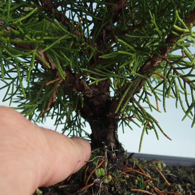 Vonkajšie bonsai - Juniperus chinensis Itoigava-Jalovec čínsky VB2019-26918 - 3