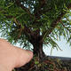 Vonkajšie bonsai - Juniperus chinensis Itoigava-Jalovec čínsky VB2019-26918 - 3/3