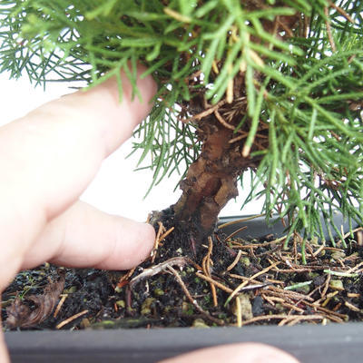 Vonkajšie bonsai - Juniperus chinensis Itoigava-Jalovec čínsky VB2019-26922 - 3