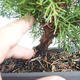 Vonkajšie bonsai - Juniperus chinensis Itoigava-Jalovec čínsky VB2019-26922 - 3/3