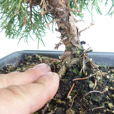 Vonkajšie bonsai - Juniperus chinensis Itoigava-Jalovec čínsky VB2019-26923 - 3