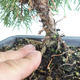 Vonkajšie bonsai - Juniperus chinensis Itoigava-Jalovec čínsky VB2019-26923 - 3/3