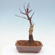 Vonkajšie bonsai - Javor palmatum DESHOJO - Javor dlaňolistý - 3/6