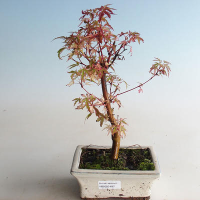 Vonkajší bonsai -Javor dlaňovitolistý Acer palmatum Butterfly VB2020-697 - 3