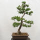 Vonkajší bonsai -Larix decidua - Smrekovec opadavý - 3/6