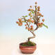 Vonkajší bonsai -Malus halliana - Maloplodé jabloň - 3/7