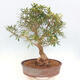 Izbová bonsai - Ficus nerifolia - malolistý fikus - 3/5