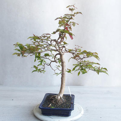 Izbová bonsai - Austrálska čerešňa - Eugenia uniflora - 3