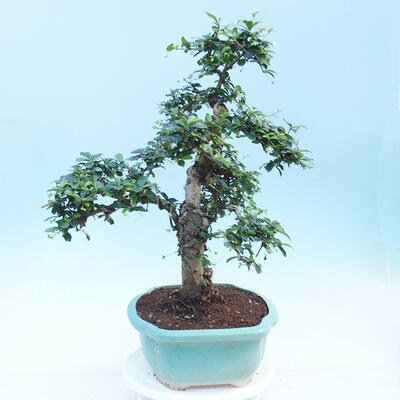 Izbová bonsai - Carmona macrophylla - Čaj fuki - 3