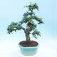 Izbová bonsai - Carmona macrophylla - Čaj fuki - 3/7