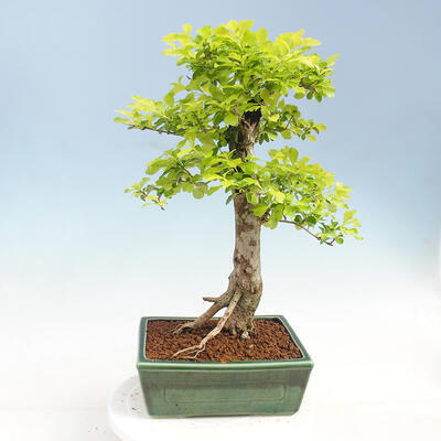 Izbová bonsai - Duranta erecta Aurea - 3
